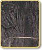 Black Jute